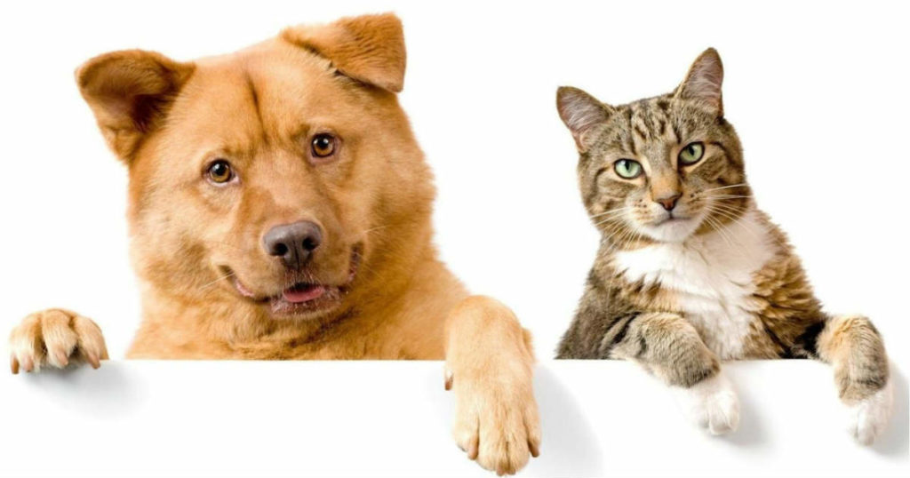 Imagen de portada de gato y perro